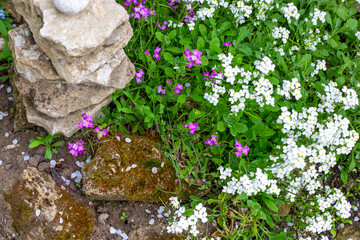 A rock cairn and groundcover of white and purple Arabis flowers in the garden