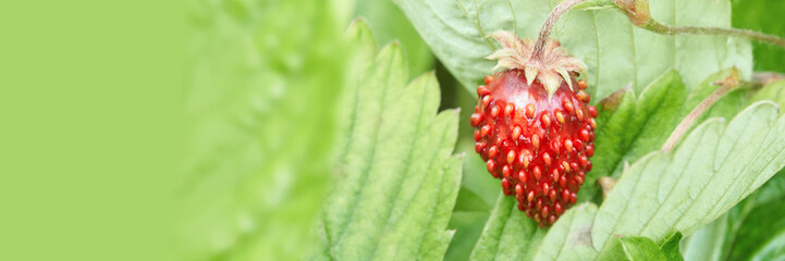 Close-up of wild strawberry amongst lush green leaves in a natural setting.