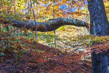Autumn colors in Sadu, Romania