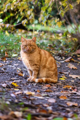 Jesień w naturze © Magdalena