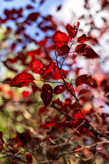 Jesień w naturze © Magdalena