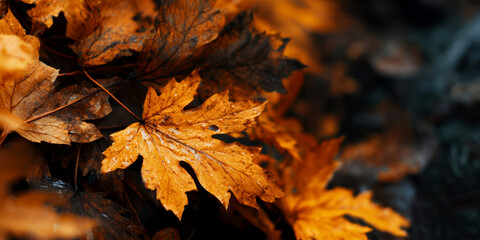 autumn leaves on the ground