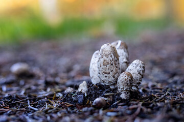 Jesień w naturze © Magdalena