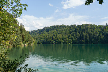 Lush green forest surrounding tranquil lake under bright blue sky during a sunny day in nature