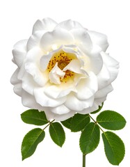 Close-up of a pristine, white rose in full bloom with green foliage