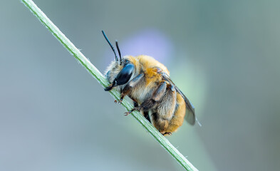 Long-horned bee (Eucera sp.), wild pollinator species (Hymenoptera: Apidae) visiting flowers in Mediterranean ecosystem, Sagunto, Valencia province, Spain.