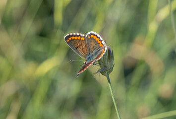 Southern brown argus (Aricia cramera), Lycaenid butterfly species (Lepidoptera: Lycaenidae)...