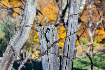 Autumn colors in Sadu, Romania