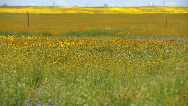 Carrizo Plain Fiddlenecks Flowers California Super Bloom California USA