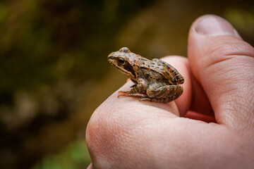 Cute Common Frog Sitting on a Person’s Hand Outdoors