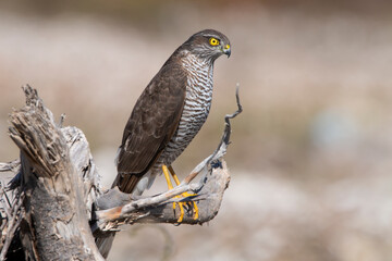 Close up of female Eurasian sparrowhawk resting on an dried tree. Blurred background. Copy space. Brown birds. Yellow eyes. Accipiter nisus.