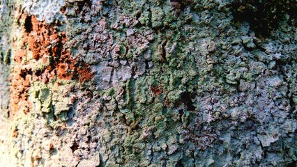 Natural tree bark texture close-up, displaying a rugged, weathered surface with an abstract pattern of organic greens, browns, and whites, rich in earthy details