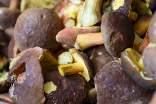 ​A close-up shot shows collected forest mushrooms, likely boletes or similar varieties, with brown caps and yellowish stems, ready for further processing.