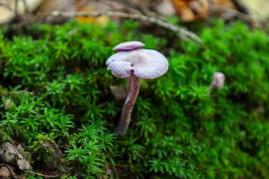 ​A vivid macro shot showcasing a delicate purple mushroom with a wide cap growing on a lush carpet of intensely green moss, highlighting the contrast of colors and textures in the microworld of the fo