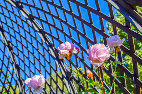 P&eacute;talos de rosa