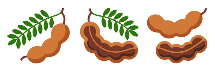 Tamarind pods with leaves, curved brown shells, sour sweet pulp, tropical ingredient icons, culinary spice illustration, market vector