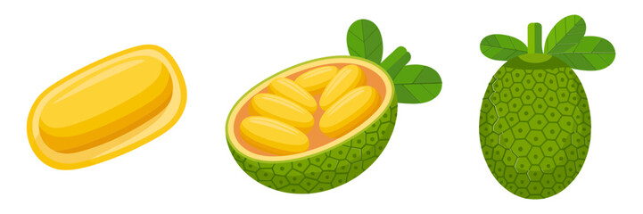 Tropical fruit icons, noni whole green bumpy fruit, jackfruit pod slice, fresh exotic produce, vector illustration