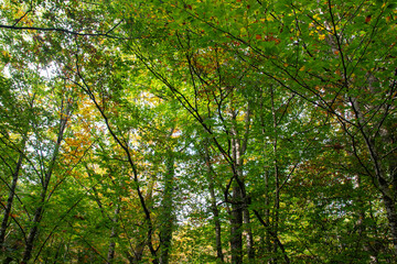Bosque verde y colores de otoño