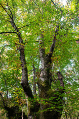 El árbol de la vida