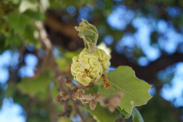 A close up view of the flowers and leaves of a tree.