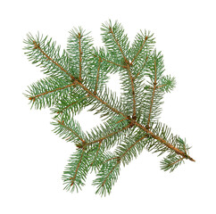 Fir tree branch isolated