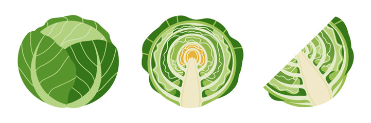 Green cabbage vegetables set, whole head, cross section half, quarter wedge slice, kitchen ingredients, vector illustration, isolated
