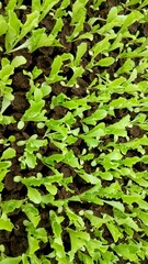 Rows of vibrant green plant seedlings emerging from dark, fertile soil, symbolizing early agricultural growth and the promise of a bountiful harvest in a cultivated garden or farm