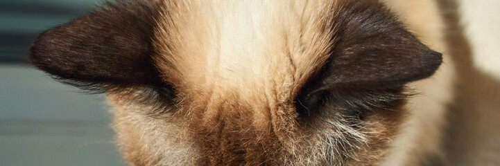 Close-up of siamese cat with brown ears and cream fur in sunlight.