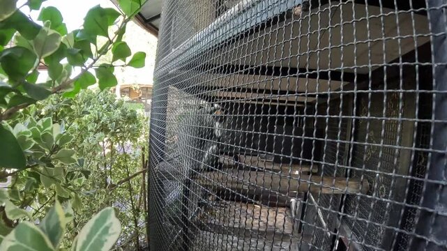 Small monkeys in a cage in zoo