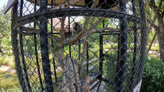 Small monkeys in a cage in zoo