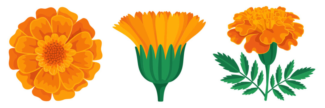 Marigold flower set, full bloom and stem, leafy branch, festive garden icon collection, bright orange illustration, editable vector