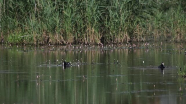 Young Eurasian Coots (Fulica atra) feeding. Two Eurasian Coot Fulica atra during the breeding season, feeding on a water plants in a marsh or water submerged meadow 
