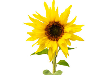 Bright yellow sunflower blooms in spring with vibrant petals and dark center showing natural beauty and elegance
