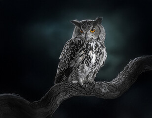 Eurasian Eagle-Owl (Bubo bubo) sitting on a tree branch