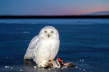Snowy owl (Bubo scandiacus), also known as the polar owl, white owl, and arctic owl on the shore of a lake with a caught duck