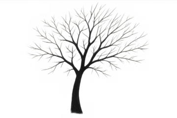 Bare tree silhouette with leafless branches on transparent background, symbolizing winter and solitude