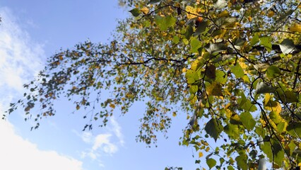 Autumn birch leaves against a blue sky — seasonal aesthetics, natural harmony, inspiration for design and environmental themes