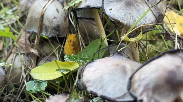 Coprinopsis atramentaria mushrooms on damp forest floor &mdash; natural texture, mycological study, seasonal ecosystem