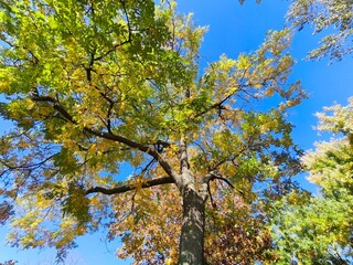 Looking up at tree with yellow autumn leaves and blue sky