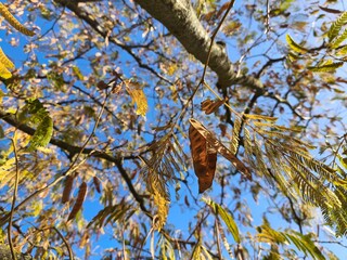 Plane tree with autumn leaves and blue sky view from below