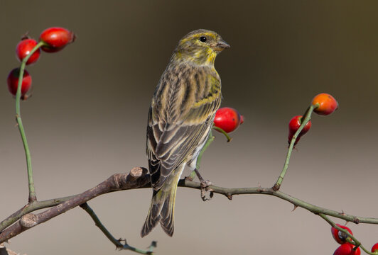 Male European serin perched on a branch of dog rose with red seeds. Serin bird isolated on natural environment. Green and yellow birds. Real photography. Serinus serinus.
