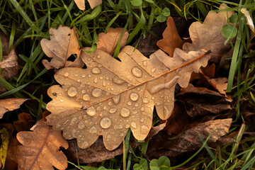 Krople wody na jesiennym liściu dębu, tapeta. © mycatherina