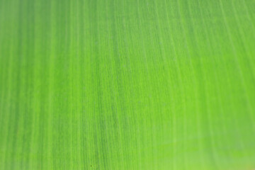 Banana leaf texture close up