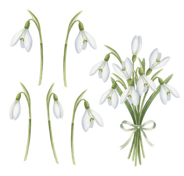 Snowdrop flowers vector collection. Individual white spring blossoms and delicate bouquet tied with ribbon