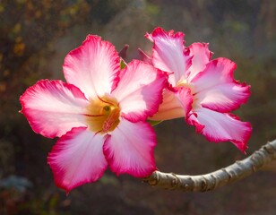 Beautiful close-up of vibrant pink and white flowers blooming in sunlight