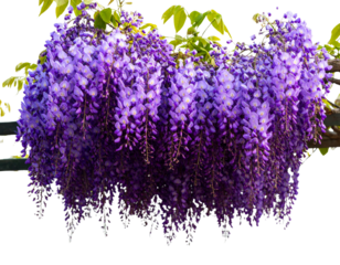 Firefly_Photo of Bauhinia flower Many blooming purpurea on a branch isolated on a transparent - Firefly_Image of a vine with purple flowers on a png file with transparent background.