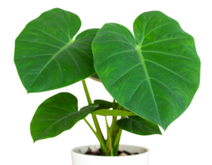 Photo of a growing Colocasia plant in a pot with beautiful broad green leaves, isolat 