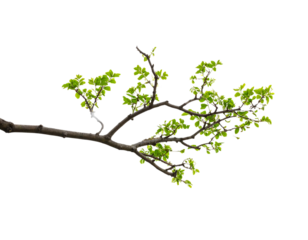 _Isolated image of tree branch on transparent background png file