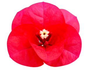 Isolated close-up image of red bougainvillea flower on png file at transparent backgr