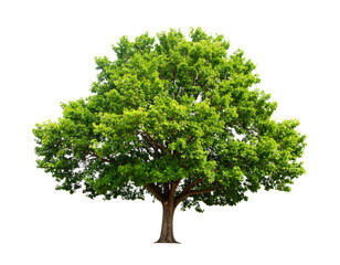 Fototapeta premium Isolated image of a big tree with beautiful leaves on a transparent background png fi (2)